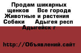 Продам шикарных щенков  - Все города Животные и растения » Собаки   . Адыгея респ.,Адыгейск г.